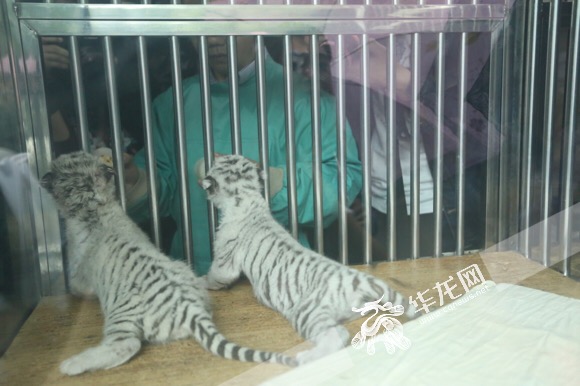 Two white tiger cubs born in Chongqing zoo