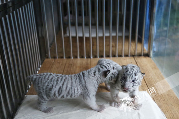 Two white tiger cubs born in Chongqing zoo