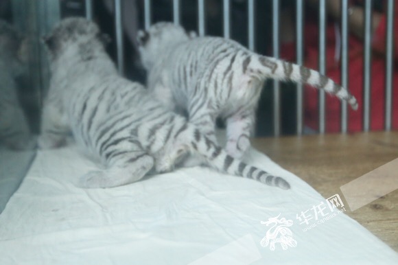 Two white tiger cubs born in Chongqing zoo