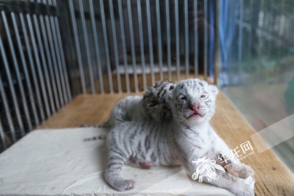 Two white tiger cubs born in Chongqing zoo