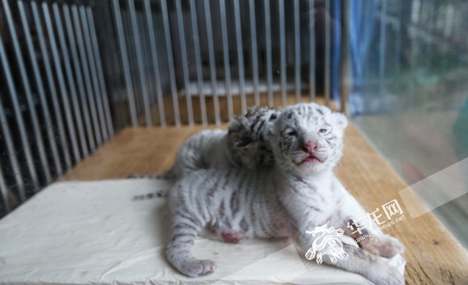 Two white tiger cubs born in Chongqing zoo