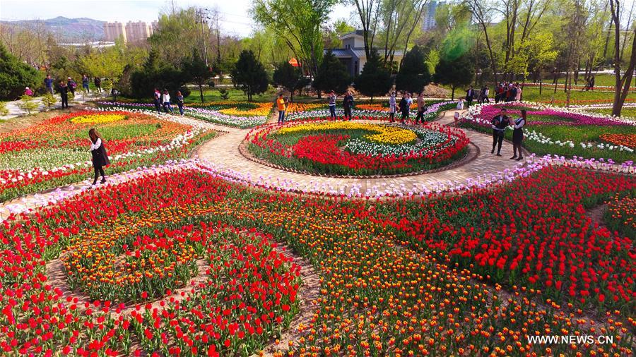 Visitors view tulip flowers in NW China's Gansu