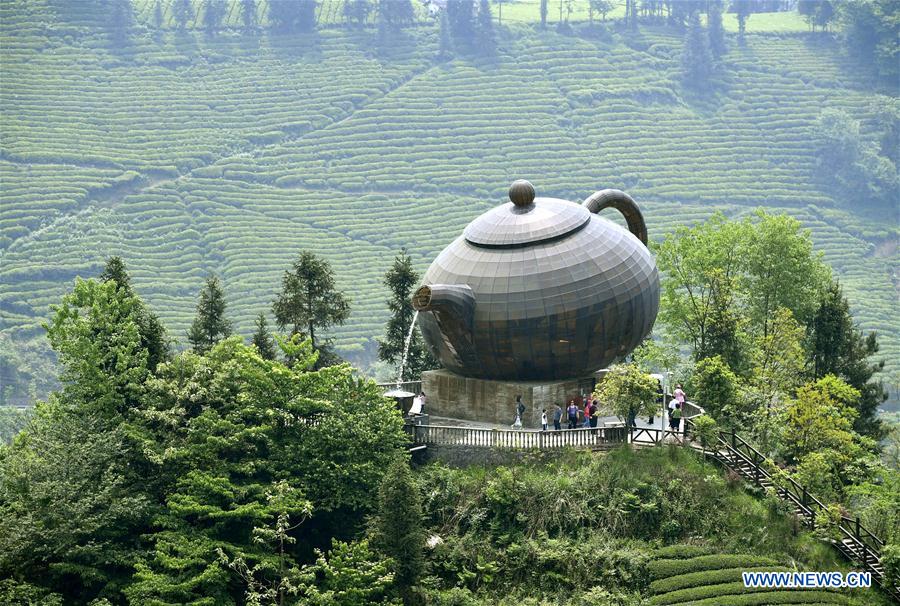 Tourists visit organic tea garden during Labor Day holiday