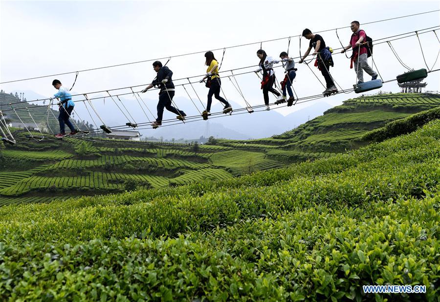 Tourists visit organic tea garden during Labor Day holiday