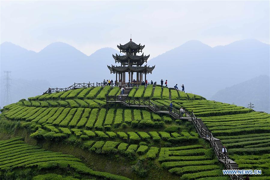 Tourists visit organic tea garden during Labor Day holiday