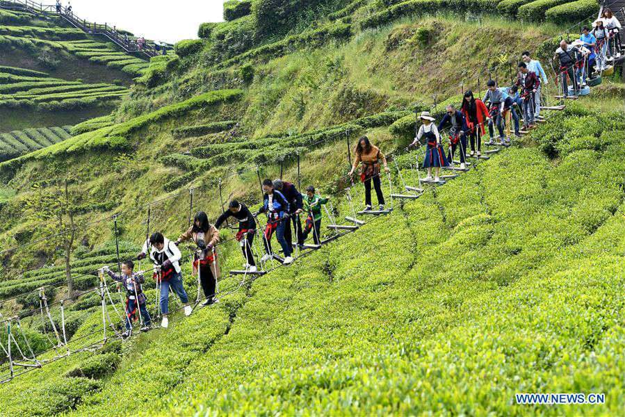 Tourists visit organic tea garden during Labor Day holiday