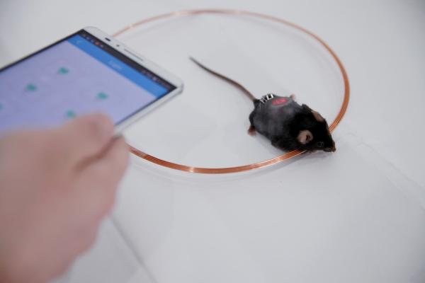 Smartphone app maintains glucose homeostasis in diabetic mice