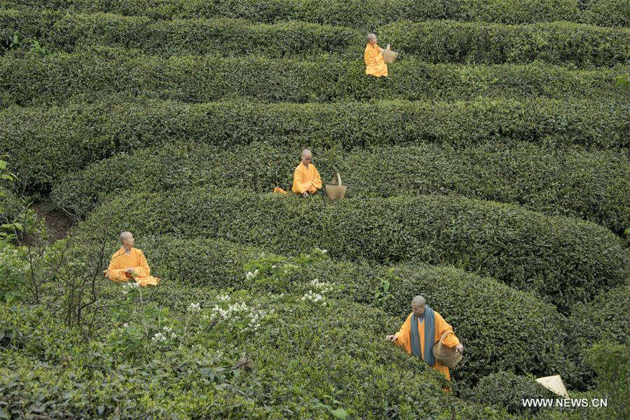 Ceremony marking start of tea picking held in Hubei