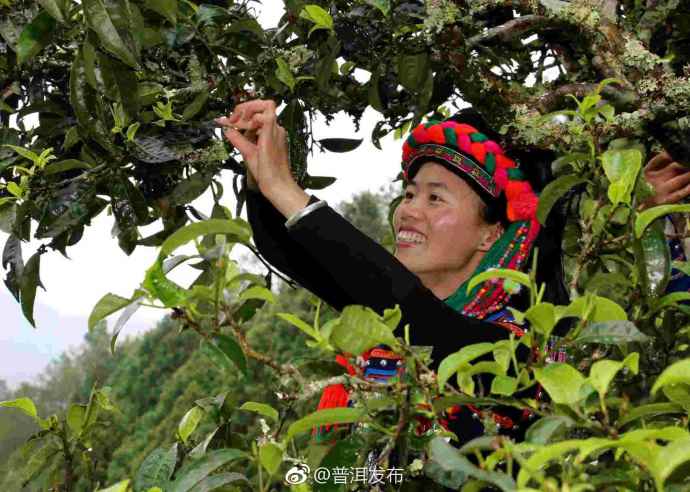 The Tea Produced in the “Phoenix Nest” Ancient Tea Garden Becomes a Real Cash Cow

