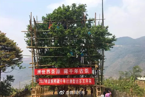 Bangwei Ancient Tea Tree’s Tea Material Is Auctioned at a Price Higher than Gold