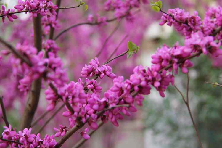 Experts Find Rare Species of Cercis Racemosa Oliv Community in Baokang