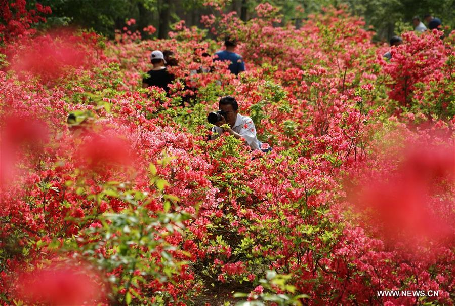 Azalea flowers blossom in C China's Henan