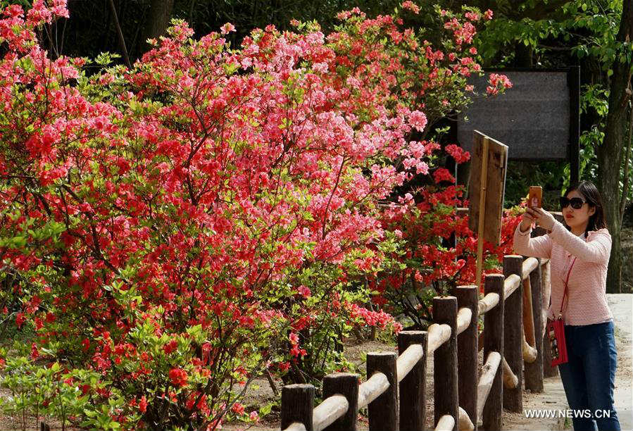 Azalea flowers blossom in C China's Henan