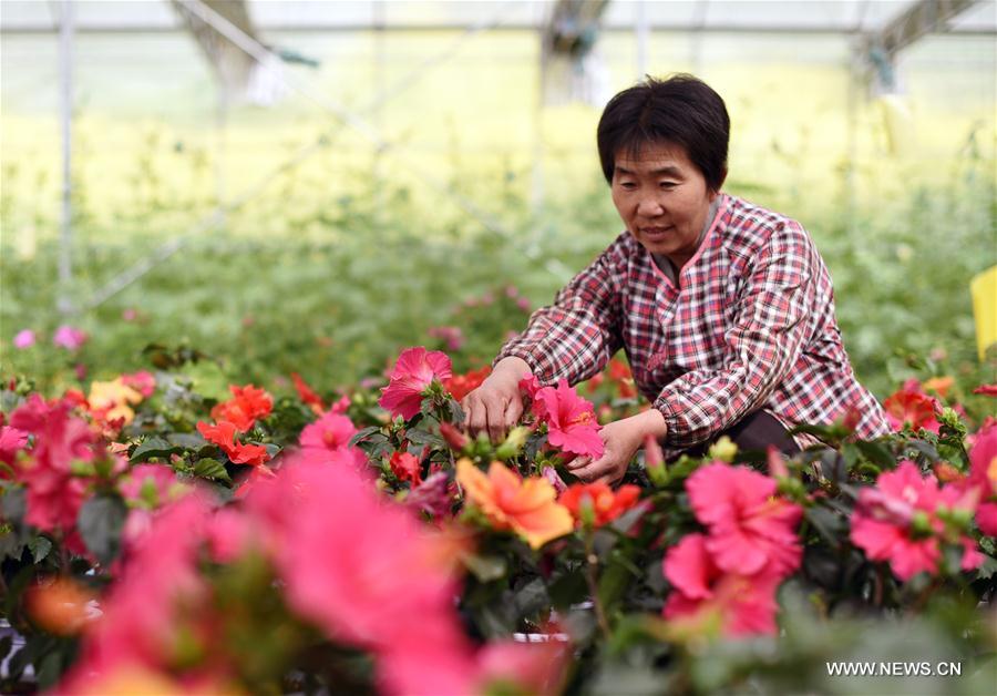 Lives in Balizhuang Village of Zaoqiang County, north China