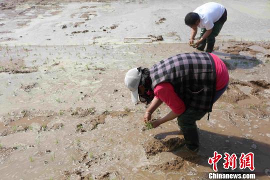 Chinese scientist plans mass experiment of sea-rice