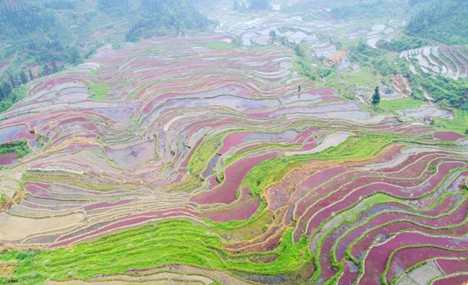 Colorful rice terraces in Guangxi