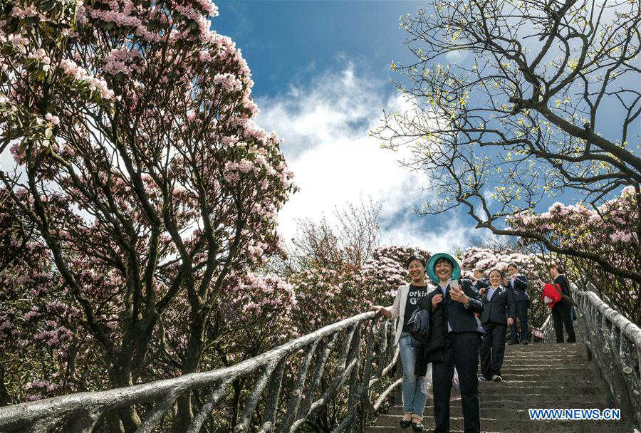 Azalea flowers in full blossom on Jinfo Mountain in Chongqing