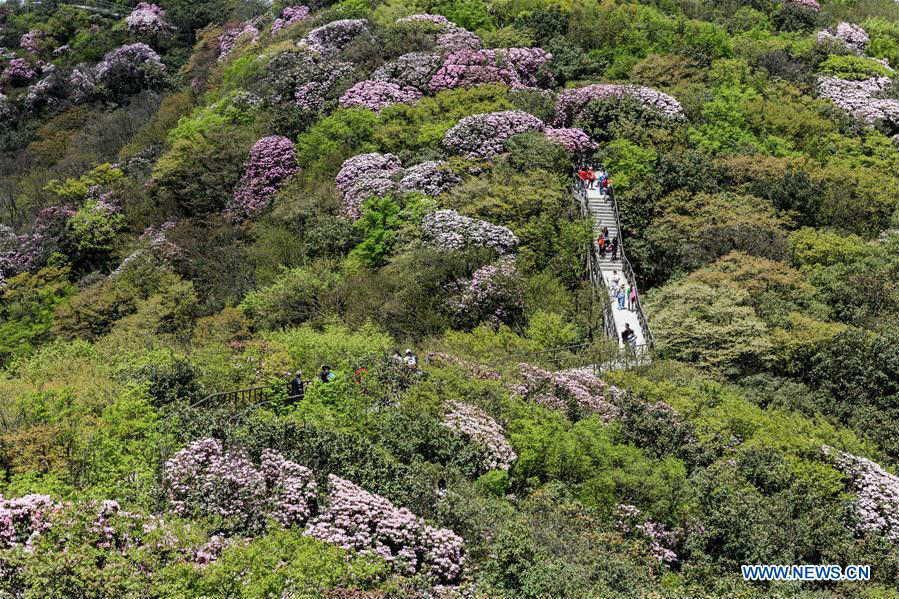 Azalea flowers in full blossom on Jinfo Mountain in Chongqing