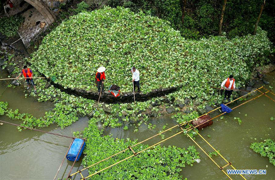 Water hyacinth cleared to protect environment on Langjiang River