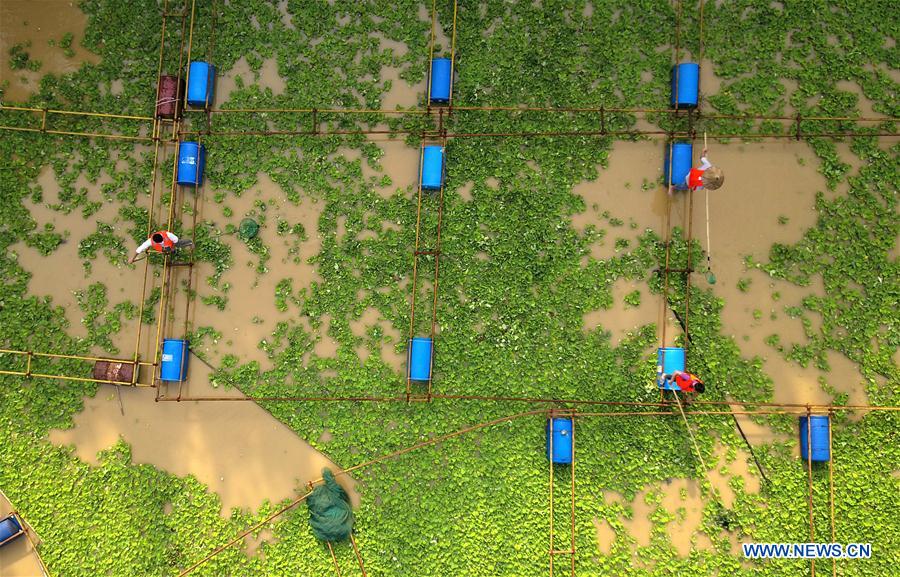 Water hyacinth cleared to protect environment on Langjiang River