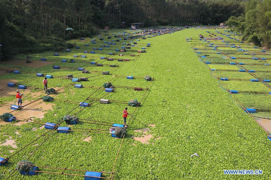 Water hyacinth cleared to protect environment on Langjiang River