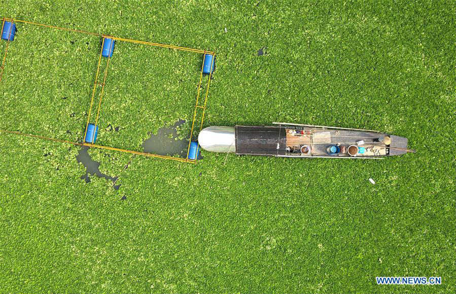 Water hyacinth cleared to protect environment on Langjiang River