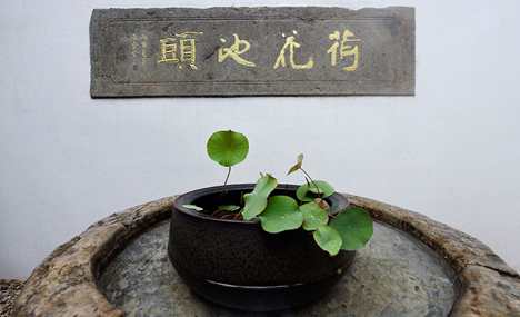 Song Dynasty lotus draws attention in Hangzhou