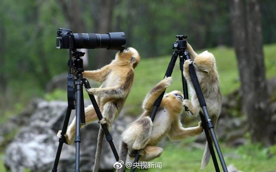 World's most endangered primate documented playing with camera tripod