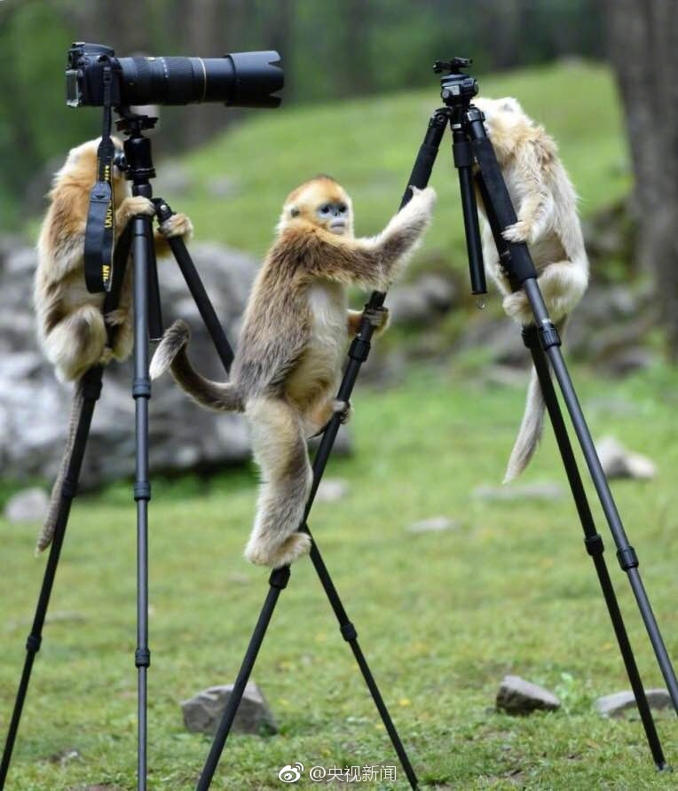 World's most endangered primate documented playing with camera tripod