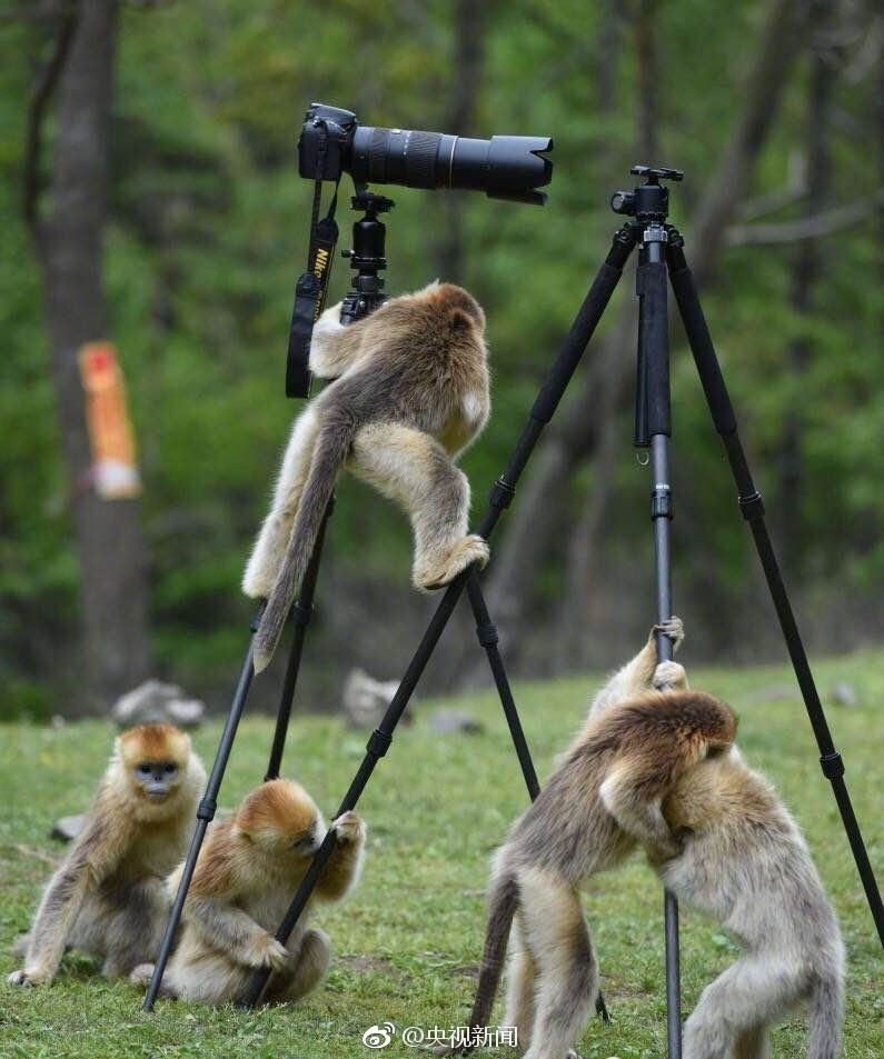 World's most endangered primate documented playing with camera tripod