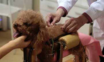 Pet acupuncture a barking success in China