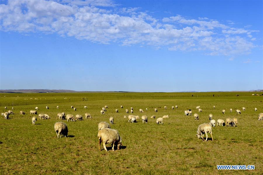 Herds graze on grassland in China's Inner Mongolia