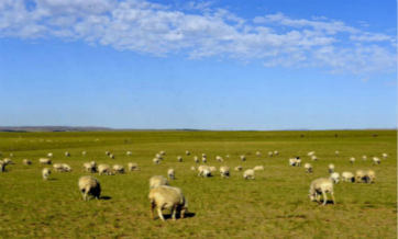 Herds graze on grassland in China's Inner Mongolia