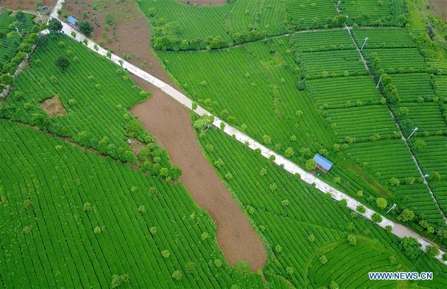 In pics: tea base in Kaiyang County, SW China's Guizhou