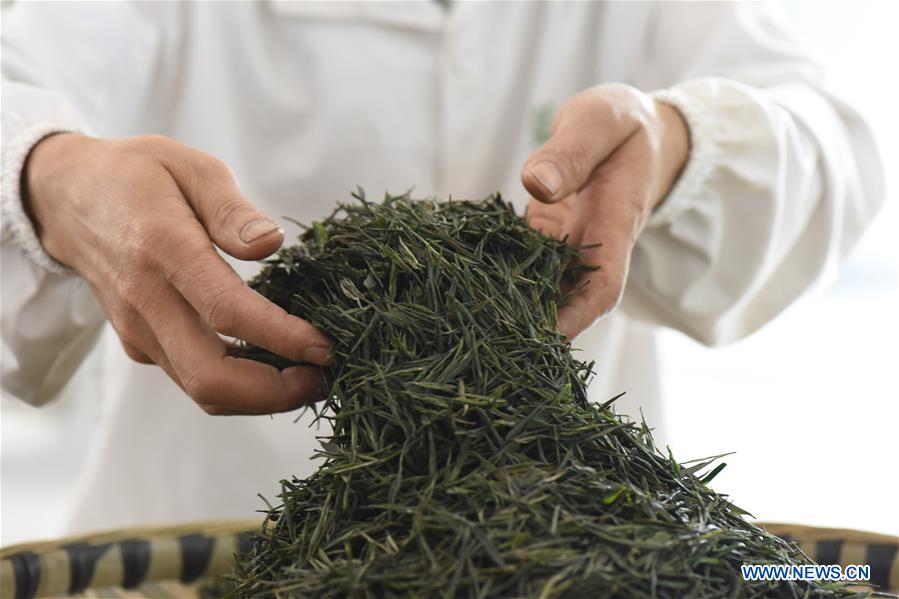 In pics: tea base in Kaiyang County, SW China's Guizhou