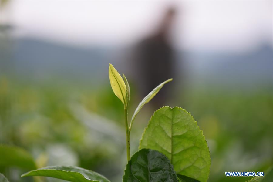 In pics: tea base in Kaiyang County, SW China's Guizhou