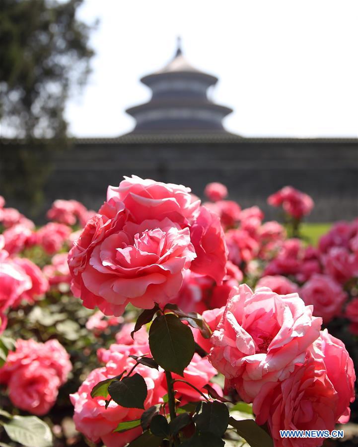 Chinese roses in full blossom in Beijing