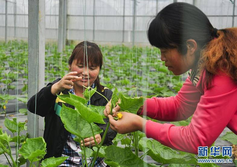 Farmers in southwest China benefit from poverty alleviation efforts