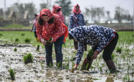 Foreign students experience transplanting rice seedlings