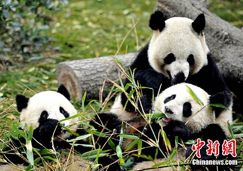 Genetic profiles compiled for over 300 wild giant pandas 