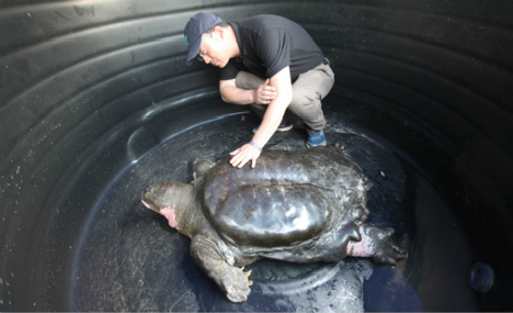 World’s rarest turtle species await egg-laying season