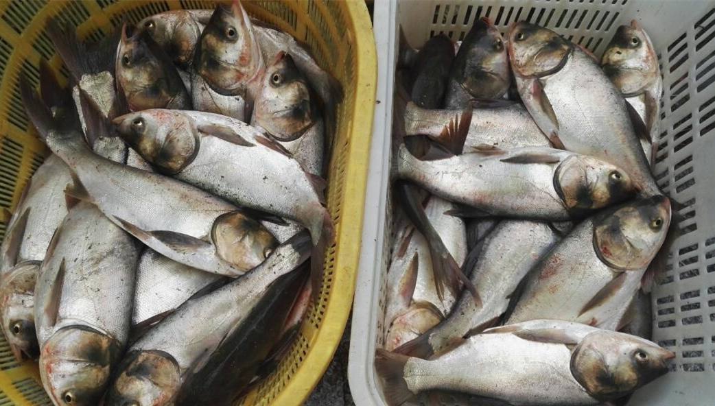 Wuhan university offers free fish to students, faculty