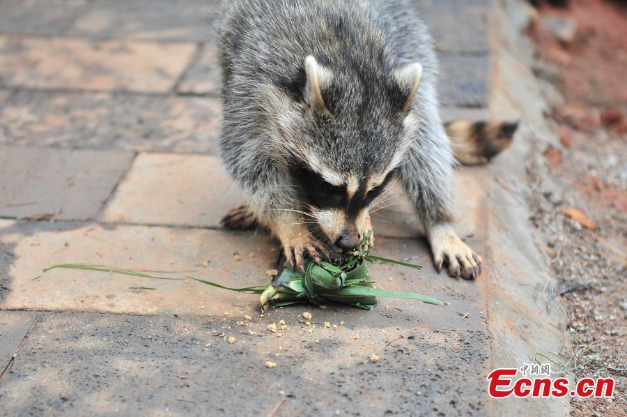 Special zongzi offered to animals for Dragon Boat Festival