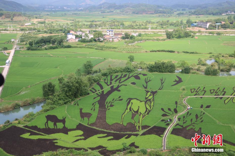 3-D photo of colorful Guangxi rice field increases farmers’ income