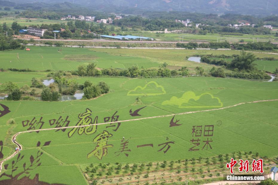 3-D photo of colorful Guangxi rice field increases farmers’ income
