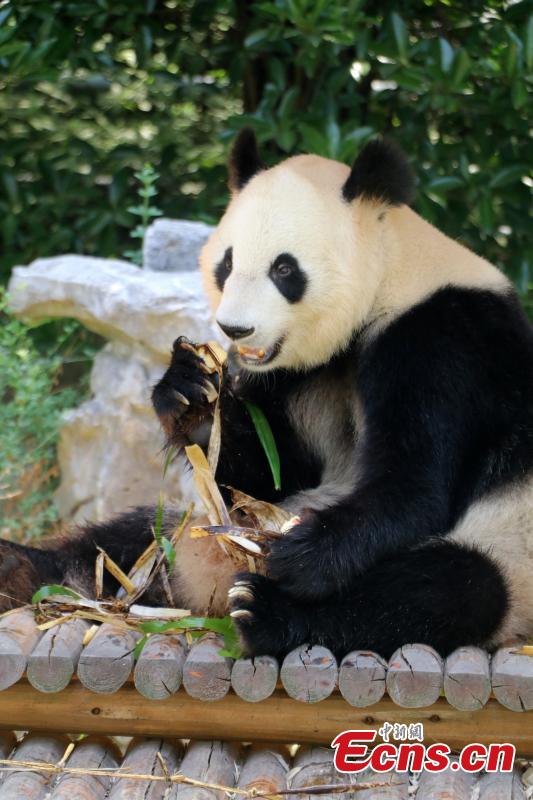 Giant panda enjoys zongzi at zoo in Yangzhou