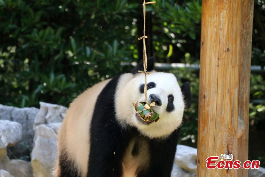 Giant panda enjoys zongzi at zoo in Yangzhou