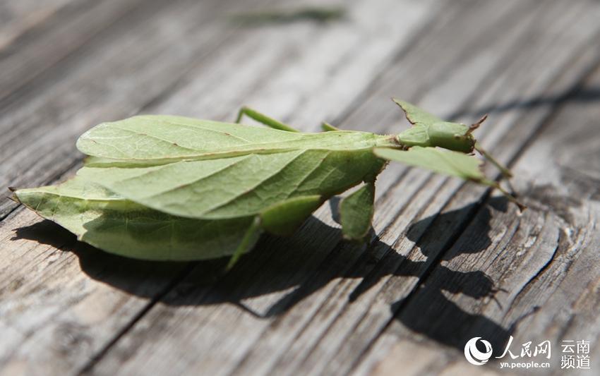'Walking leaf’ in Yunnan revealed to be rare stick insect