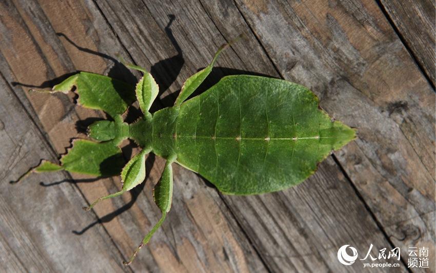 'Walking leaf’ in Yunnan revealed to be rare stick insect