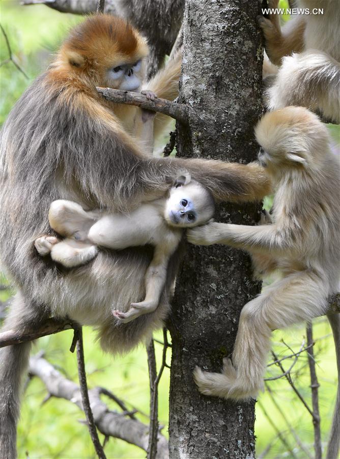 Golden monkeys play at research center in central China's Shennongjia